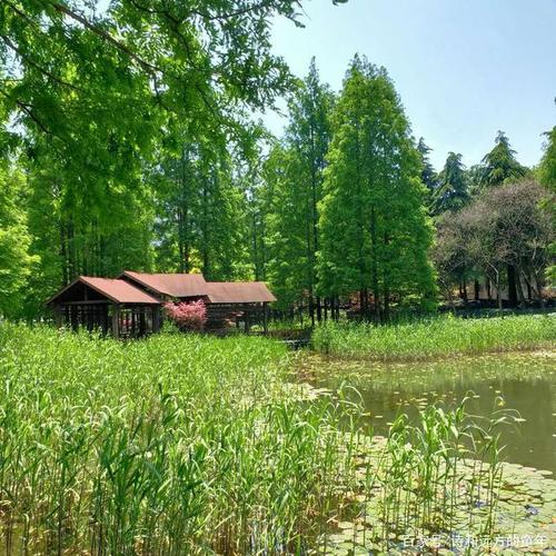 水美树美风景美的上海塘桥公园