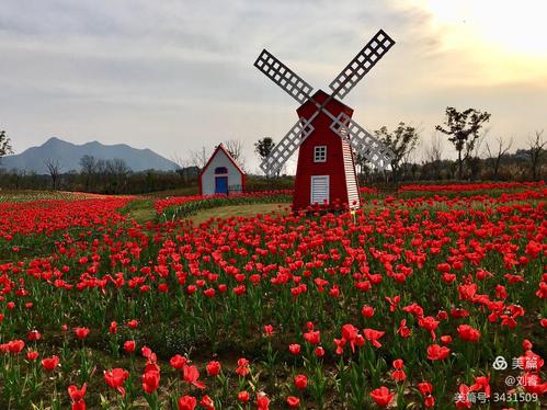 首届龙游郁金香花海风车节