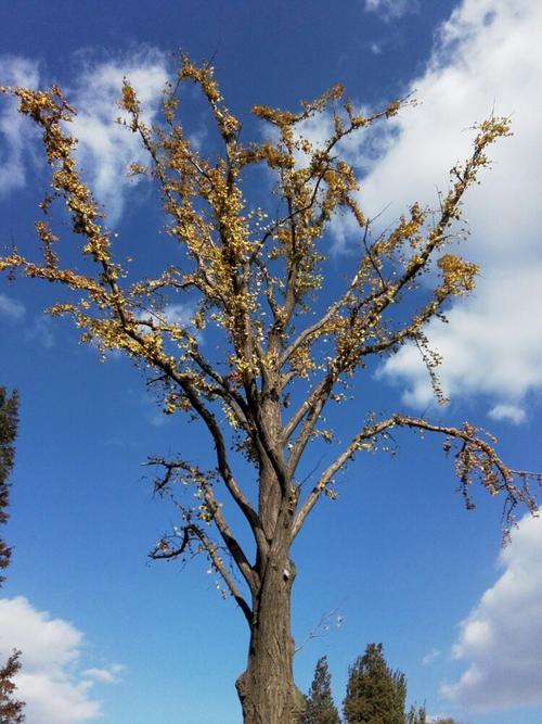 老银杏树粗壮的枝干上不时有熟透的果实掉下来.