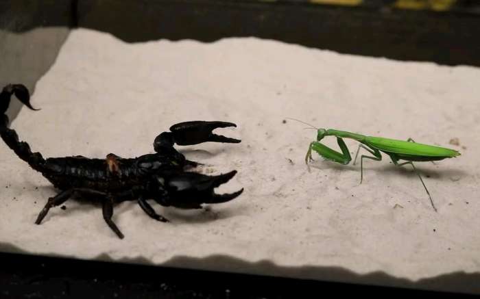 当螳螂和毒蝎子两者狭路相逢谁会取得胜利?