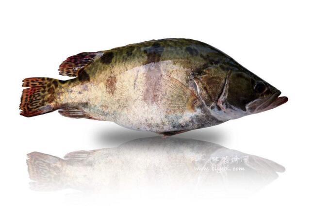 桂鱼多少钱一斤