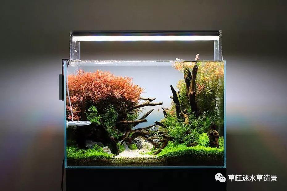 强势欣赏一些60cm草缸