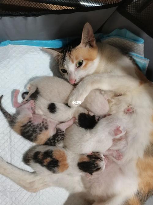 布偶和田园三花交配的串串,5只小奶猫_串串_宫缩_猫_宠物_猫_晒猫