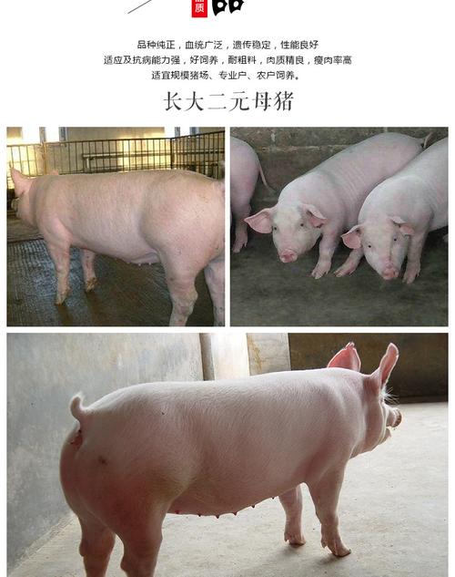养殖场纯种二元母猪 高产仔白母猪 长大二元母猪 小母猪 母猪价格