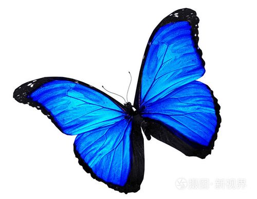 蓝蝴蝶飞,孤立上白