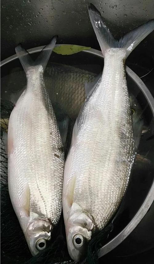 一般白条鱼可以长多大?