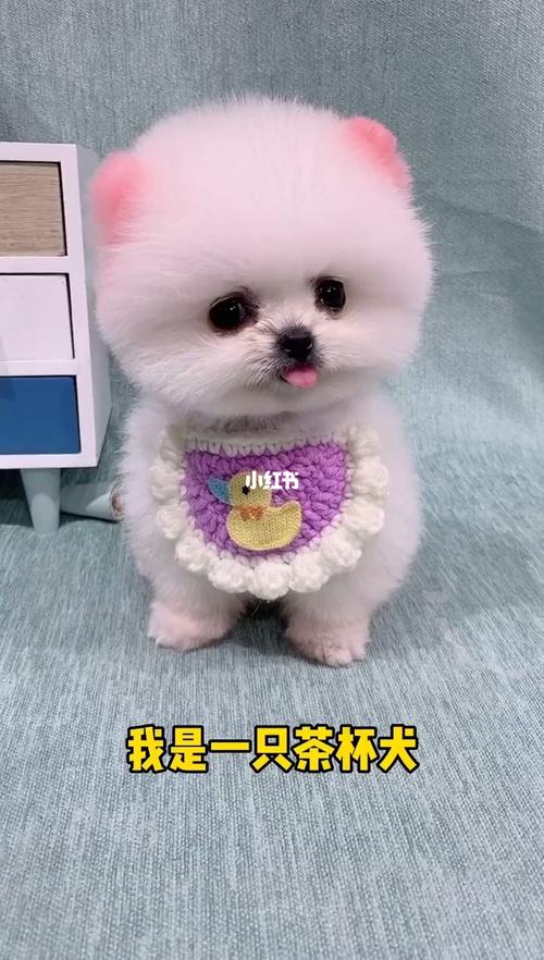 我是一只茶杯犬_茶杯犬_百花时代广场攻略_时代广场_宠物_狗