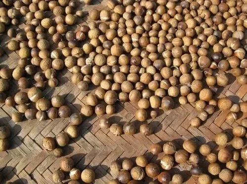 再用砖块把壳碾开来 碾的时候要把握好力度 一个不小心苦槠可会粉身碎