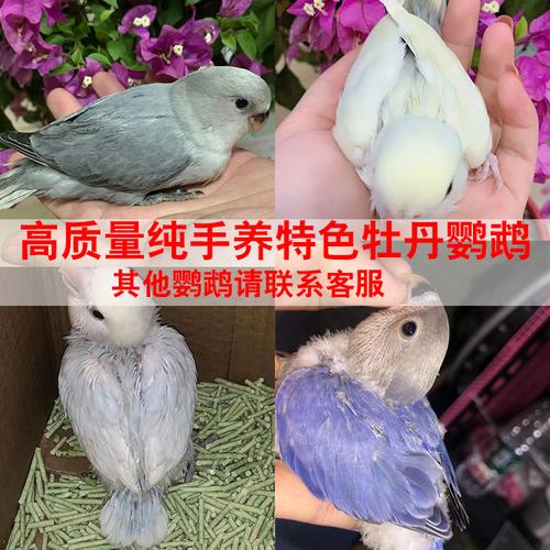 小鸟活体鸟笼幼种鹦鹉牡丹黄绿宠物说话会说鸟