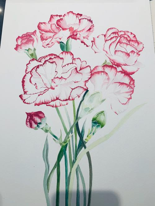 自学水彩第60幅 一把康乃馨98_水彩_水彩画_画作_偏