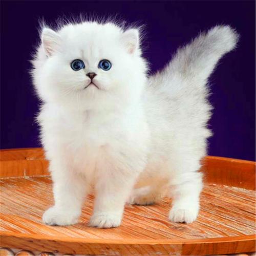 金吉拉猫幼猫活体宠物猫幼崽猫咪活物波斯猫白色异国长毛猫加菲猫