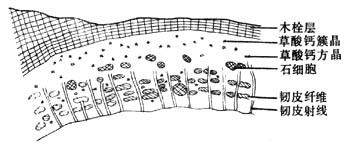 川桐皮横切面简图(×9)