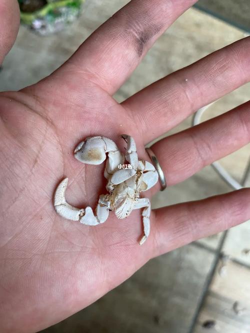 刚蜕皮的寄居蟹估计要凉凉了_蜕皮_寄居蟹_珊瑚_搬家