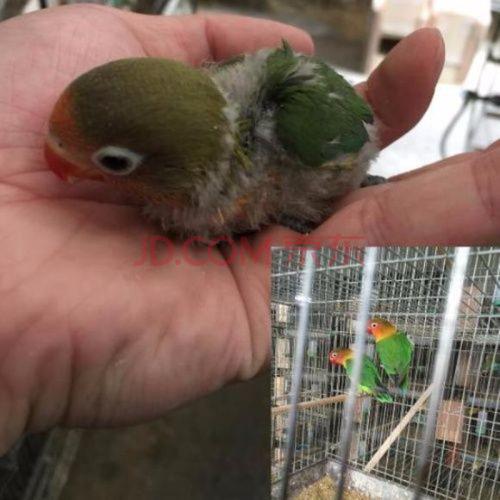 棕头牡丹雏鸟【可手养】 公母一对 【后期包繁殖】