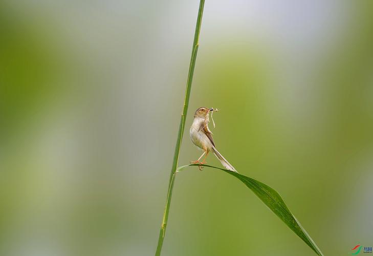 螳螂捕蝉黄雀在后