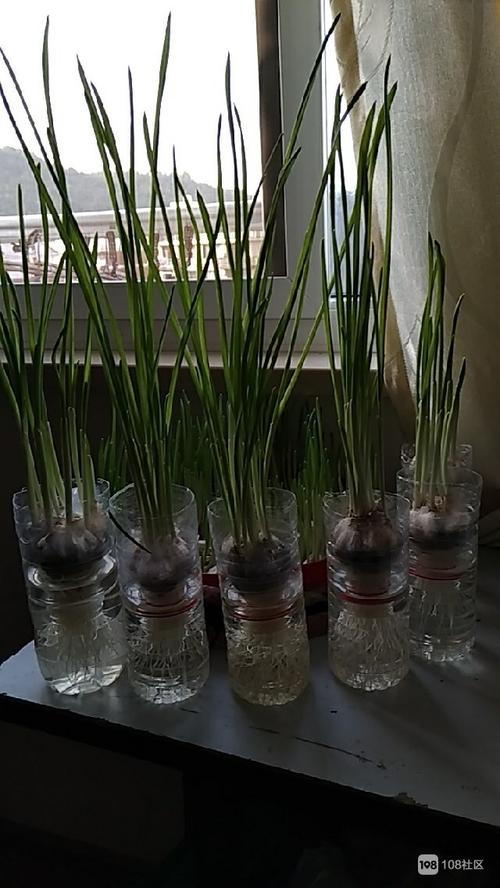 height="960" second="12"] 我这是废物利用,饮料瓶里种大蒜苗,马上