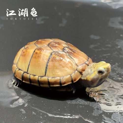 果核蛋龟泥龟乌龟活物蛇活宠物吃屎龟闭合龟东锦龟檀香龟苗小形龟