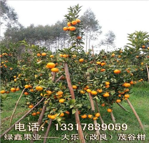 桂林改良茂谷柑供应广西品种纯的桂林改良茂谷柑