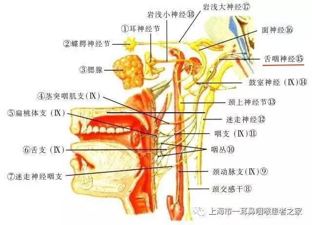 切断咽喉"獠牙":我院耳鼻咽喉-头颈外科首创茎突与舌咽神经联合切断术