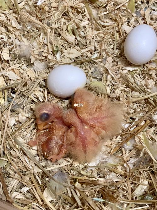 牡丹鹦鹉幼鸟 | 99孵化第3天 | 老三出来了_鹦鹉_牡丹_带娃_胎毛_手