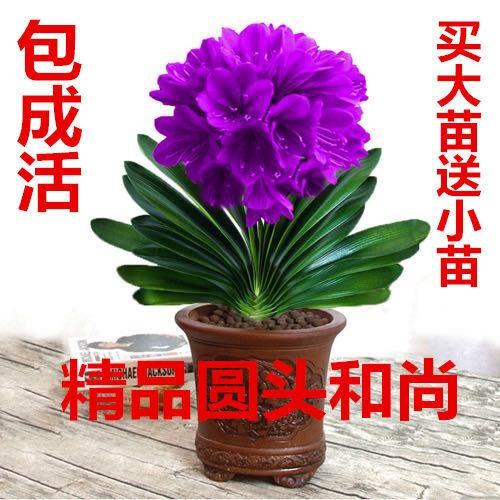 名贵君子兰老苗盆栽绿植圆头和尚小苗带花苞四季开花室内花卉植物