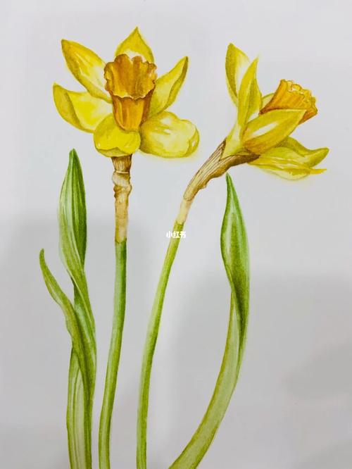 水彩画～水仙花94_水彩画_水仙花_文化_绘画
