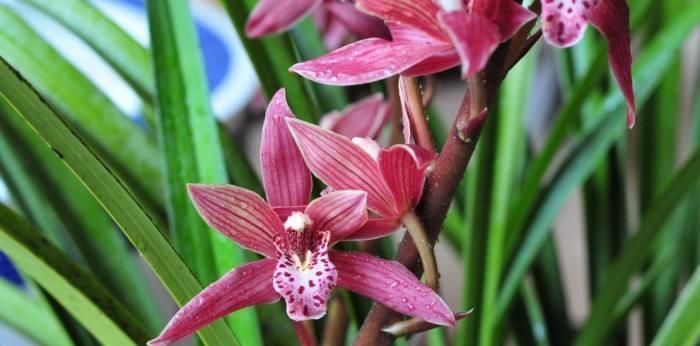 墨兰花怎么养才能开花教你几招让墨兰多开花的技巧