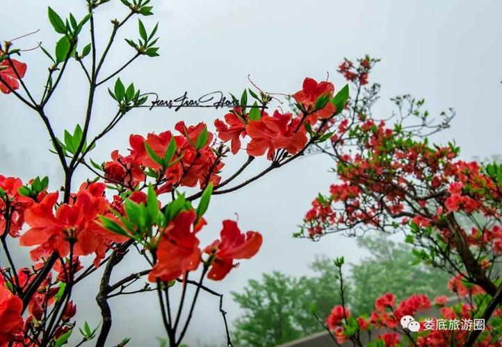 这才是大熊山杜鹃最新航拍视频:《云里雾里赏杜鹃》