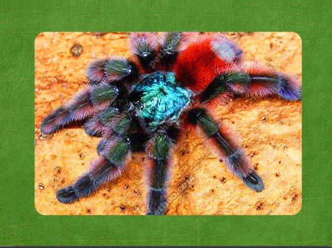 油彩粉红脚蜘蛛