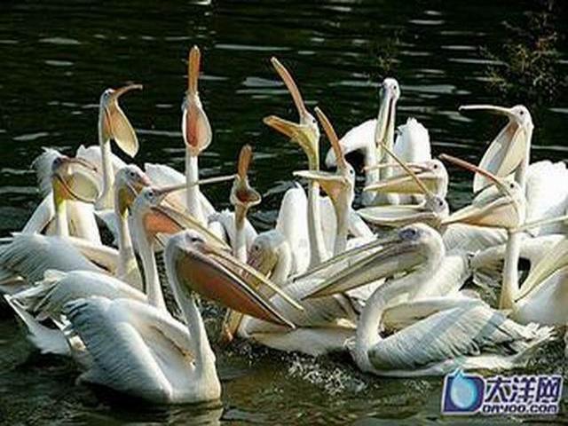 鹈鹕和鸬鹚一样也是也