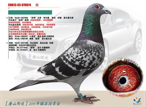 唐山阳光 - 中信网铭鸽展厅 www.ag188.com