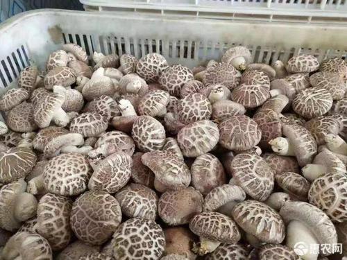卢氏808香菇,花菇,大白,中菇,通货