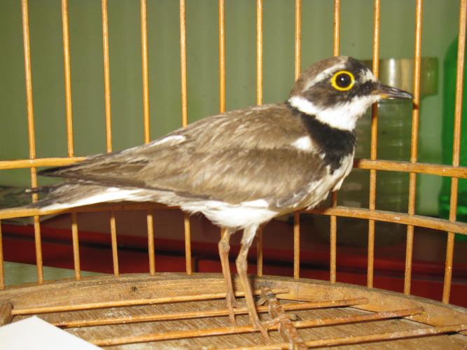 这是什么鸟,它有三只脚趾?