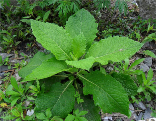 蛇床子相关药材的分辨