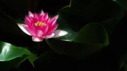 经常随喜赞叹的原因是什么