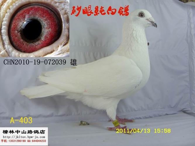 信鸽商城 店铺动态 800_600