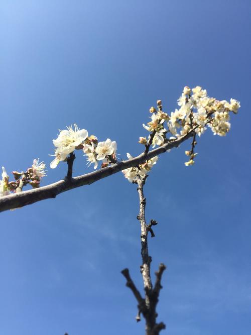 又见香雪 倾听花开