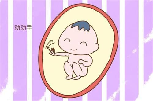 2,胎动的规律