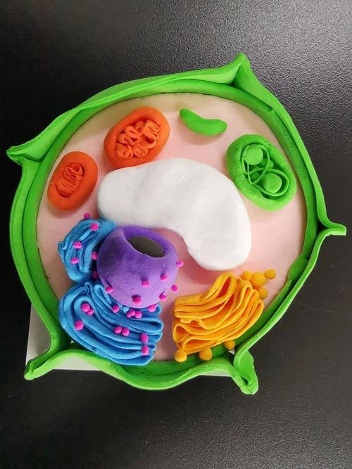 (评委认真交流,研讨,评比)这次制作真核细胞三维结构模型大赛,在指导