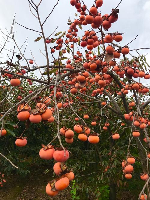 秋天,柿子树上挂满了柿子,如同一个个红彤彤的小灯笼,看着就让人眼馋.