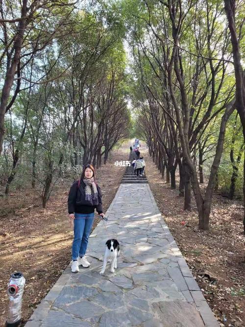 查家湾这个小山坡在常州也是弥足珍贵 可以带狗狗98