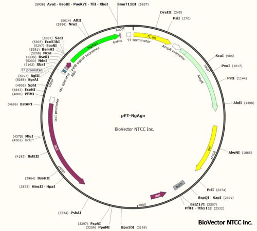 pcdna31ngagopetngago表达质粒载体替代cas9的新型基因编辑技术