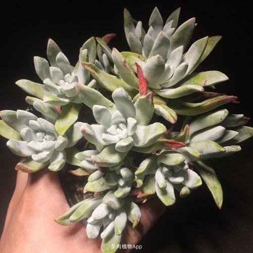 精品流丹白毫仙女杯 维金斯海瑟仙女杯 流丹白毫仙女杯 维金斯海瑟