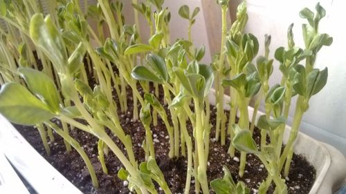 土培芽苗菜-蚕豆苗的成长!