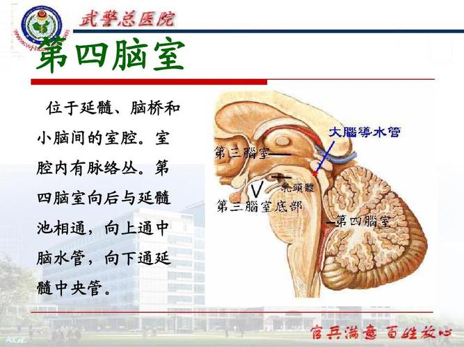 免费文档 所有分类 医药卫生 临床医学 脑室系统解剖ppt 第四脑室