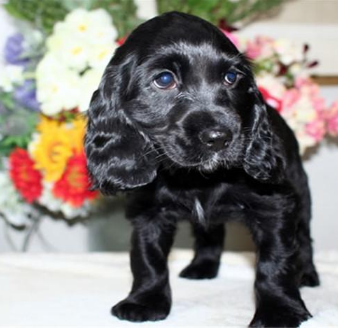 哪里有卖可卡可卡多少钱可卡图片可卡幼犬