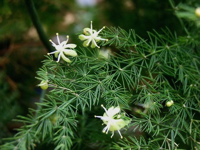 【文竹】天门冬科,天门冬属