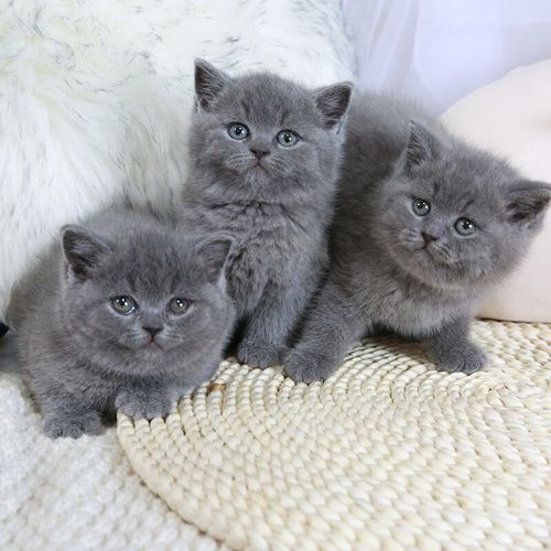 无偿领养纯种蓝猫幼猫英短银渐层幼猫美短蓝白猫咪送衣服无偿领养