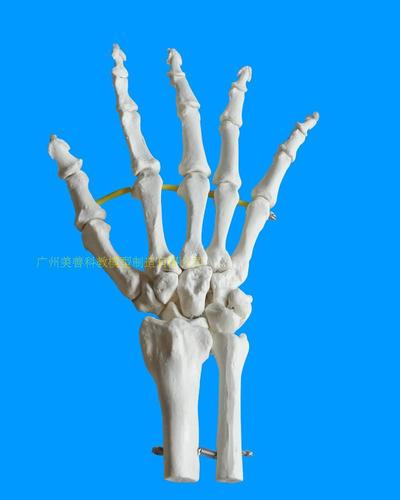 手关节模型 手关节无韧带模型 手骨模型 手指骨模型 骨科教学模型
