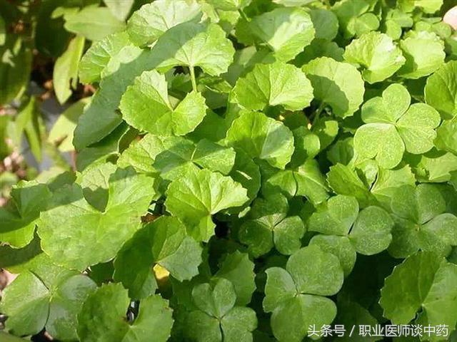 50种常见中草药的作用与功效,送给大家收存.闪文推荐